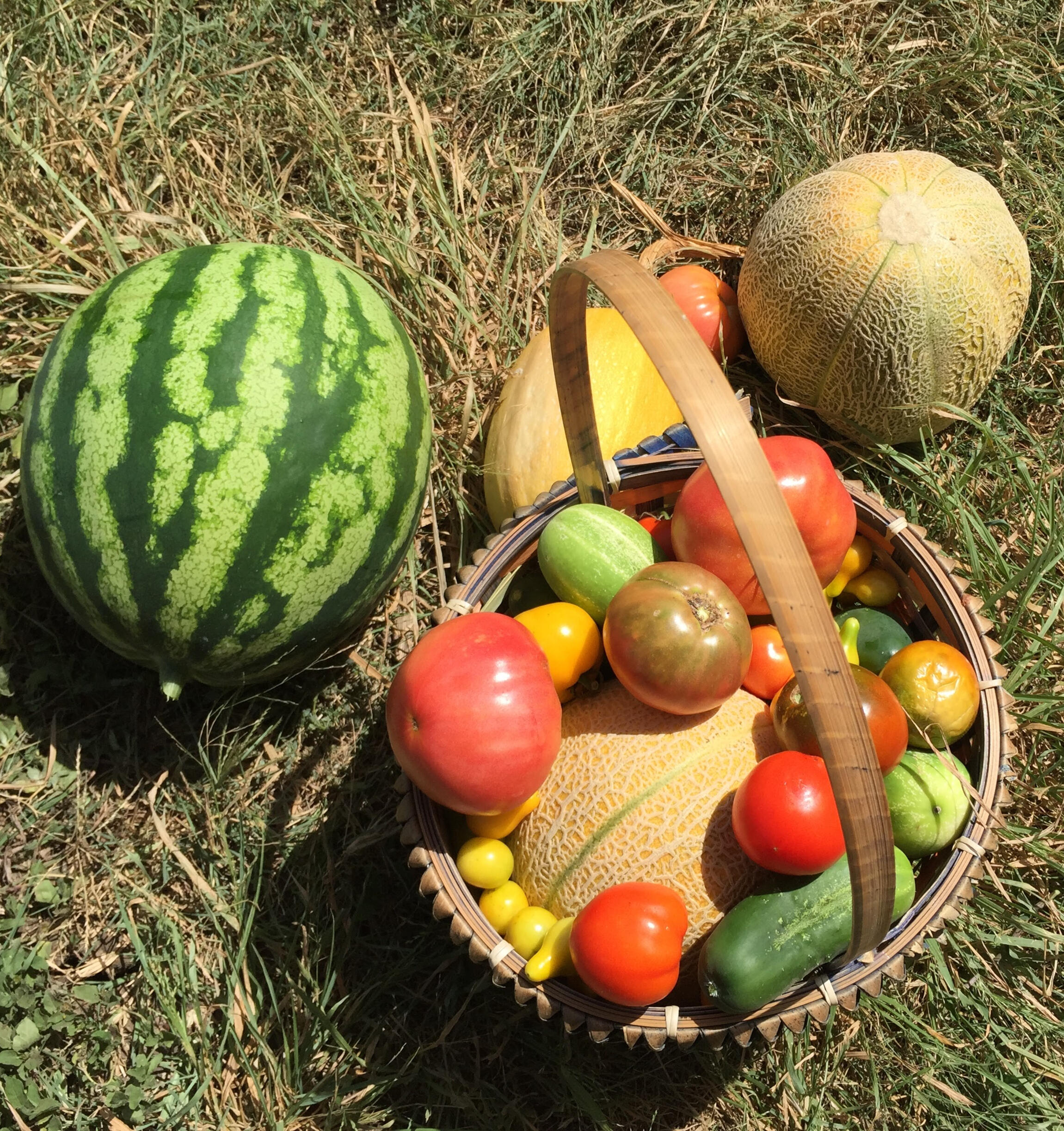 Garden harvest from our Texas backyard.